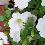 Degen Bischofswiesen